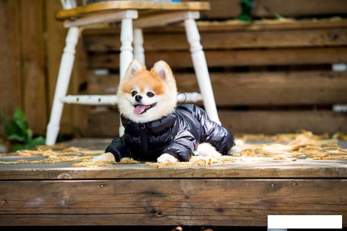 Комбинезон для животных Puppia Jumpesuit B PAPD-JM1673-BK-XL (черный)